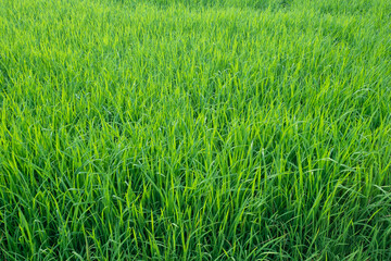 Green rice fields of thailand.