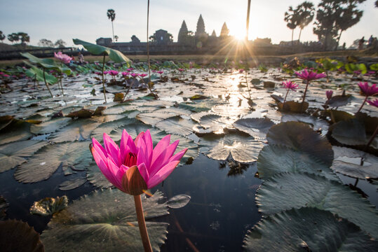 lotus flower and angkor temples in the background, cambodia