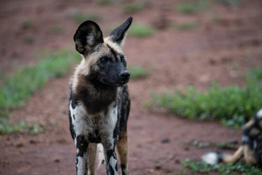 African Wild Dog (Lycaon pictus) standing