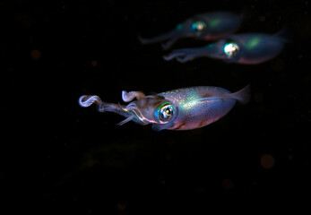 Bigfin Reef Squid - Sepioteuthis lessoniana is hunting in the night. Amazing underwater world of Tulamben, Bali, Indonesia.