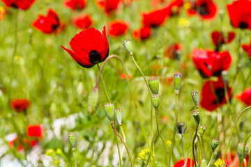 Field of poppy and yellow flowers, daylight and outdoor