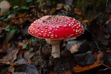 mushroom amanita 