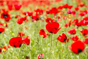 Obraz premium Field of poppy and yellow flowers, daylight and outdoor