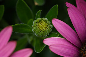 オステオスペルマムの蕾