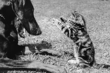 Doberman Pincer and Tabby Kitten face to face in play - Black and White