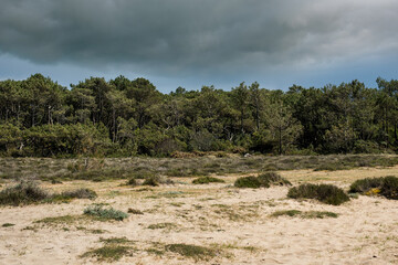 Fototapeta na wymiar gray sky above the Landes forest