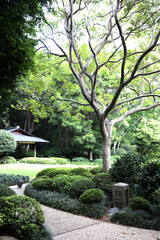 Beautiful gardens of Mt Cootha Botanical Gardens in Brisbane, Queensland, Australia