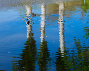 Three big trees reflection in a park pond with ducks on water
