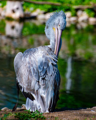 Pelican grooming himself in a tree shadows