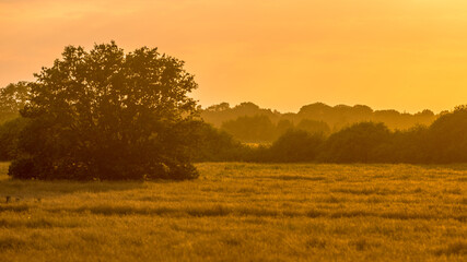 Fototapeta na wymiar Orange sillhouette sunset over grassland river valley