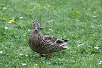 female duck looking straight side view and green grass background