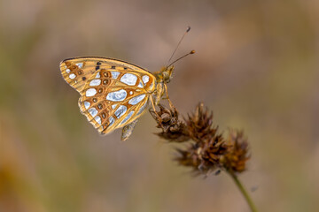 Queen of Spain fritillary