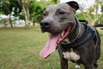 Pit bull dog playing in the park at sunset. Blue nose pitbull on sunny day and open countryside...