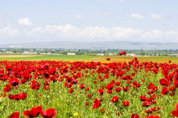 Field of poppy and yellow flowers, daylight and outdoor