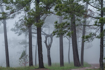 fog in the forest