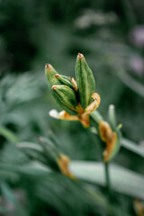 undissolved buds of flowers green