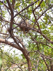 
Bird nest in the tree