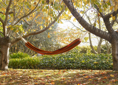 Hammock tied to trees in garden