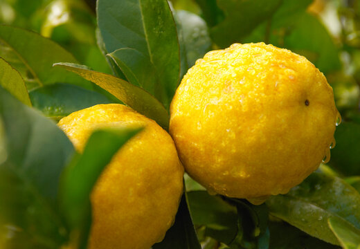 Dew on lemons growing on tree