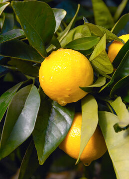Dew on lemons growing on tree