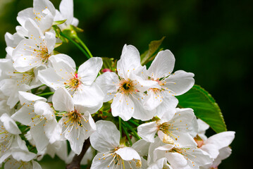Fototapeta premium Spring cherry blossom in full bloom