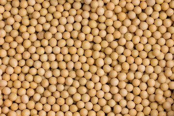 Top view Soybean pattern as for background