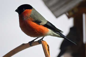 A bullfinch (Latin Pyrrhula) sits on a branch and looks to the left. The bird flew to the human habitation to the feeding trough. Help and bird watching.
