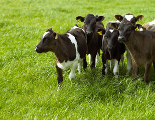 Friesean calves in green field