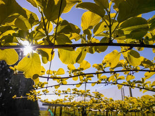 Looking up at new shoots growing on kiwifruit vines
