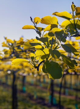 Looking down rows of Kiwifruit