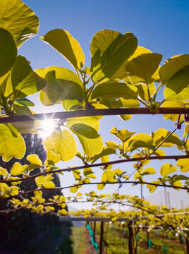 Looking up at new shoots growing on kiwifruit vines