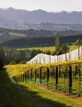 Looking down rows of kiwifruit on orchard