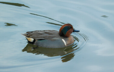 Closeup of a Eurasian teal duck swimming at a lake