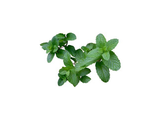 A fresh mint leaves isolated on white background 