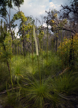 Group of Xanthorrhoea gowing amongst native Australian vegetation