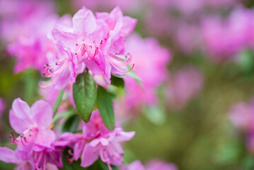 Beautiful Rhododendron Flower Bushes and Trees in a Garden Landscape