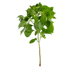 basil isolated on white background