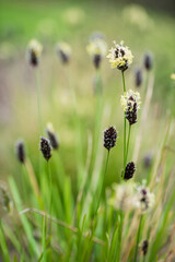 flowers in the spring garden