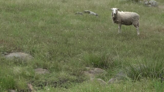On natural open farm wildlife ram and sheep peeing urinating and passing stool