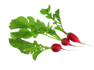Organic vegetables with green leaves isolated on white background. Fresh spring red radish.	
