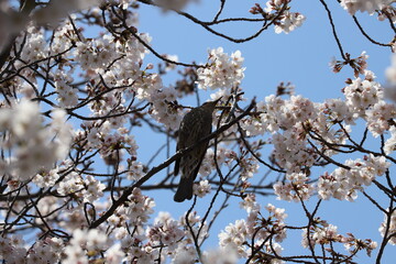 春の公園に咲くソメイヨシノのサクラの枝に止まるヒヨドリ