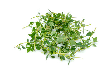 fresh thyme or Lemon thyme leaf isolated on a white background ,Green leaves pattern