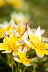 tulips in the spring garden