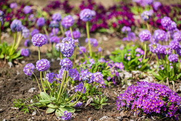 primrose in the spring garden