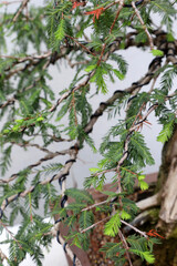 Closeup of beautiful Bonsai trees with white background