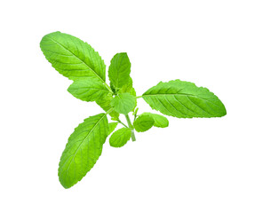 Holy Basil leaf or thai basil or Ocimum sanctum isolated on white background ,Green leaves pattern