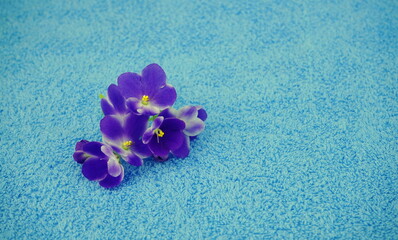 Texture of a soft, terry blue towel with  a violet   flower close-up. Items for cleanliness and hygiene. Space for text.	