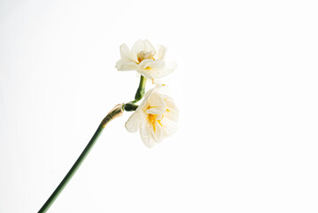 flowers on the white background