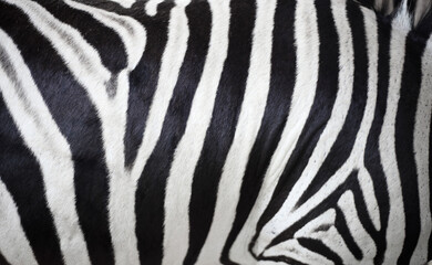 Fototapeta na wymiar Close up zebra skin texture