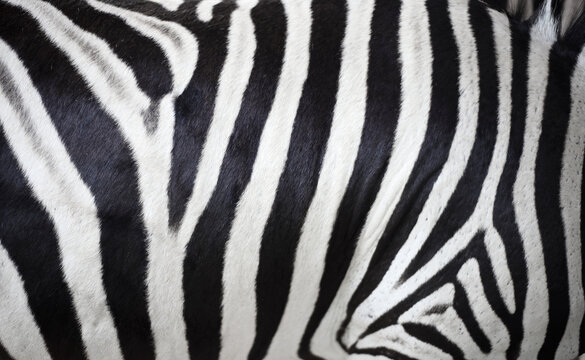 Close up zebra skin texture
